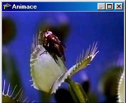 Animace